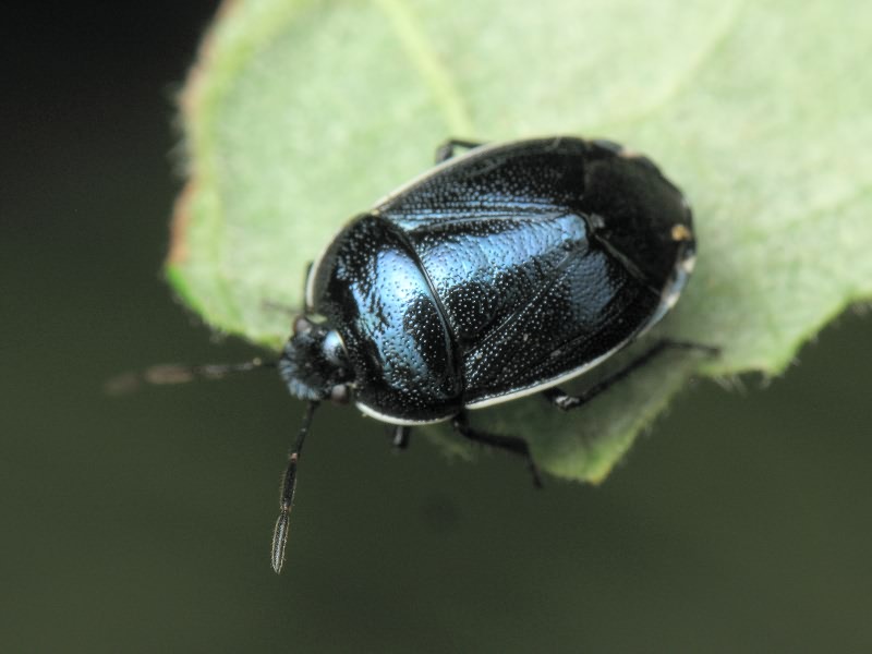 Canthophorus melanopterus (Herrich-Schäffer, 1835)